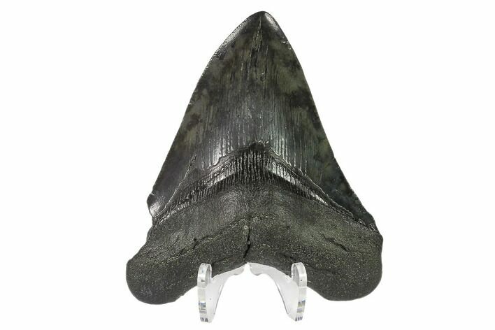 Fossil Megalodon Tooth - South Carolina #140726